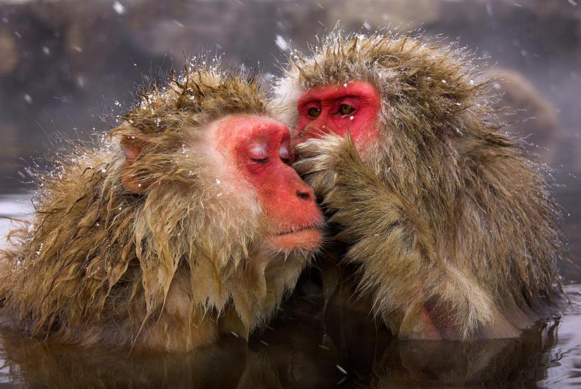 Snow monkeys grooming 